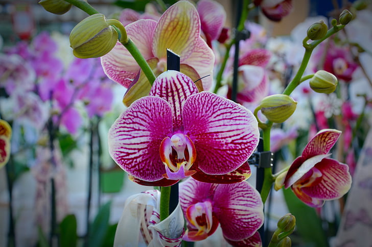 orchidej, květ, květ, Bloom, bílá fialová, Příroda, závod