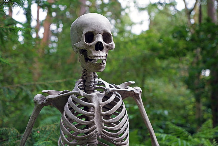 skeletas, miško, baisu, mirties, gyvenimas, kaukolė, kaulų