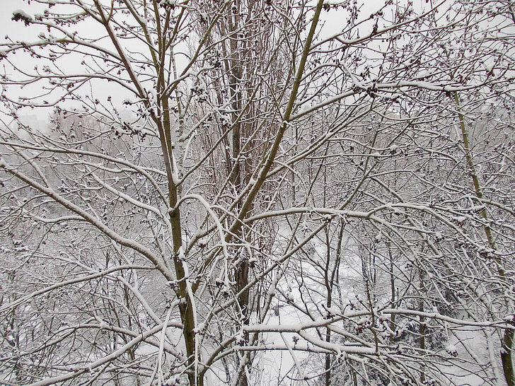 pozimi, sneg, bela, dreves, veje