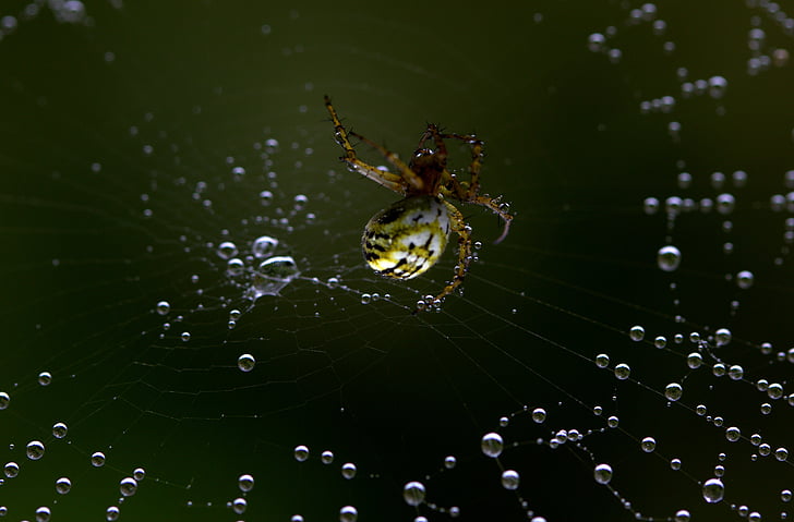 αράχνη, ιστό της αράχνης, γαντζώθηκε, αραχνοειδές έντομο, τόπος, σταγόνες, δροσιά