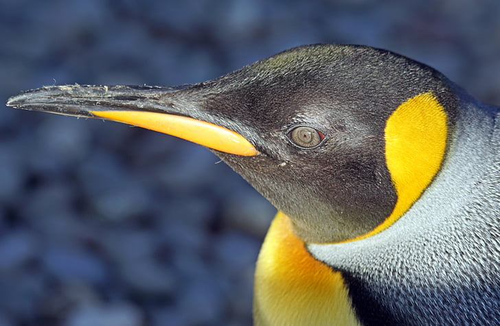 pingvin, Kralj pingvina, veliki pingvin, životinja, žuta, voda ptica, južnom oceanu