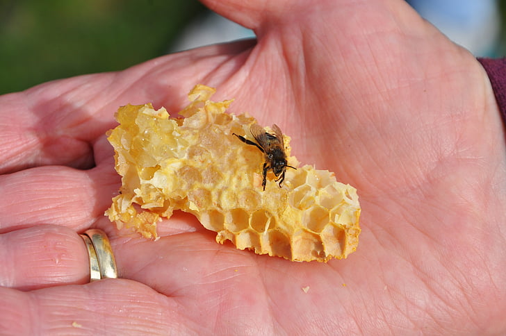 lebah, madu, sisir, serangga, tangan