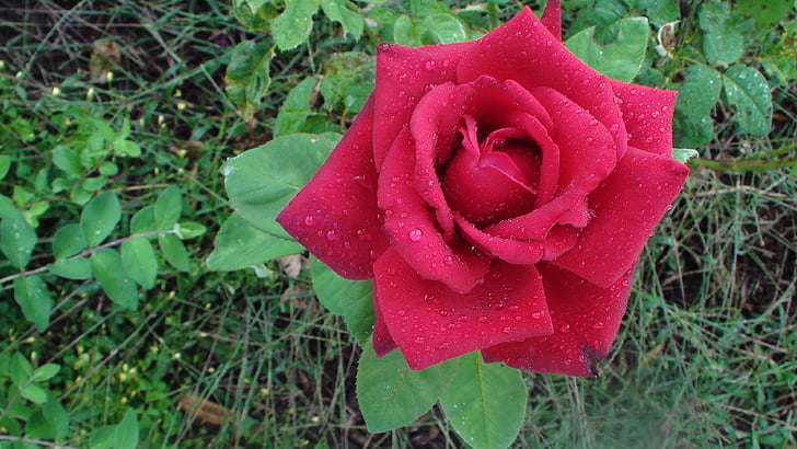 raudona, Rožė, lietaus lašai, vasaros, sodas, gėlė, raudonos rožės