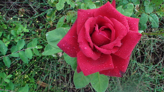 rdeča, Rose, dežne kaplje, poletje, vrt, cvet, rdeče vrtnice