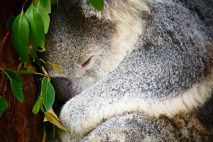 koala, Australia, tidur, hewan, pohon, satwa liar, alam