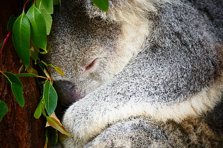 หมีโคอาล่า, ออสเตรเลีย, นอนหลับ, สัตว์, ต้นไม้, สัตว์ป่า, ธรรมชาติ