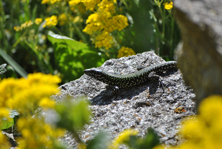 lizard, stone