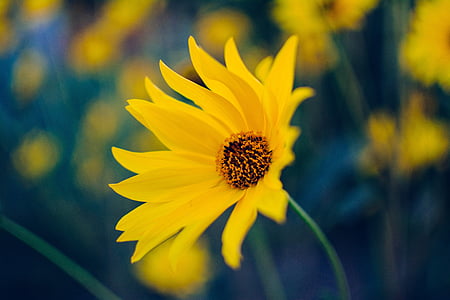 wildflower, daisy, yellow, bloom, blossom, macro, flora