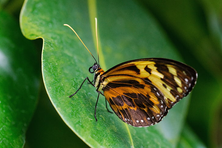 참고-열정 나비, 나비, tithorea harmonia, 곤충, 자연, 나비-곤충, 동물