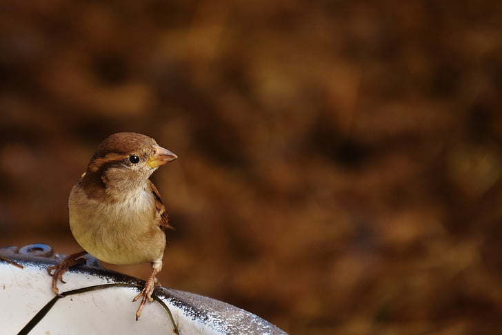 Sparrow, oiseau, Birdie, mignon, nature, boisson, jardin