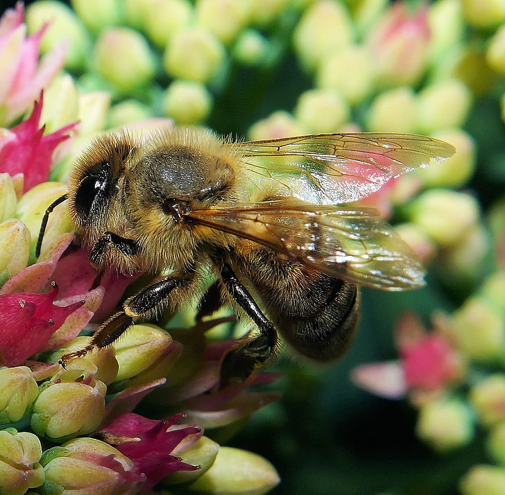 lebah, Blossom, mekar, Tutup, penyerbukan, makro, serangga