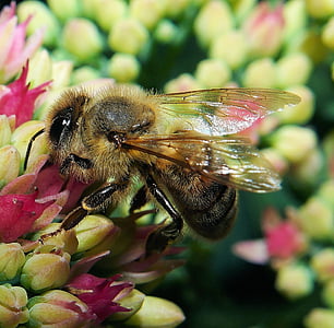 꿀벌, 꽃, 블 룸, 닫기, 수 분, 매크로, 곤충