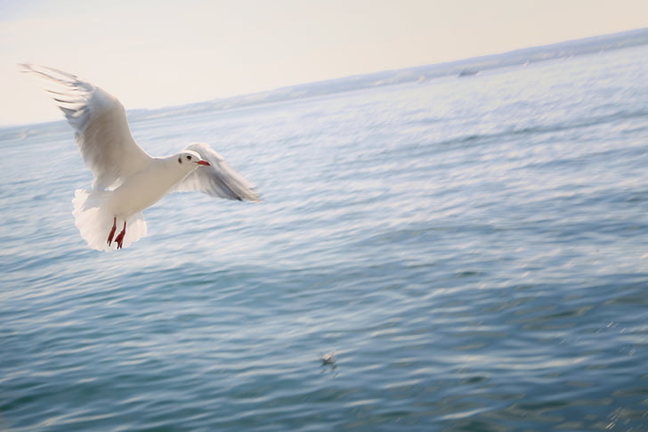 gull, flying, lake, lake constance, seagull, bird, water