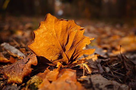 листья, лес, коричневый, Осень, Увядшие, клен, завод