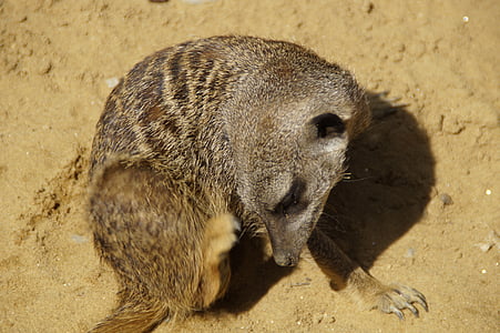 meerkat, scratch, cute, animal world, sand, zoo, dry