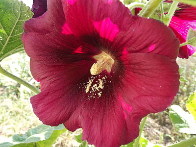 trémière, květ, Flora, pestík, červené okvětní lístky, pyl, Příroda