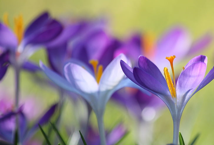 Crocus, kukka, kevään, violetti, Blossom, Bloom, Sulje