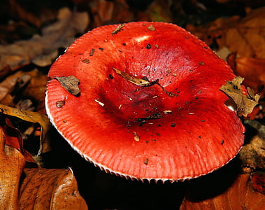 cogumelo, mata-moscas, floresta, chão da floresta, tóxico, vermelho, natureza