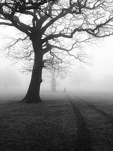 black-and-white, eerie, fog, forest, landscape, mist, misty