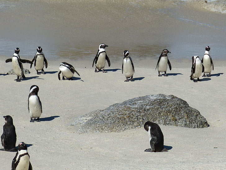 Nam Phi, Cape town, Cape, bán đảo Cape, chim cánh cụt, kappinguin, con chim