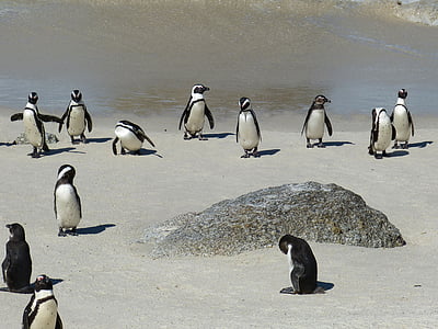 Sydafrika, Kapstaden, Kap, Kaphalvön, pingvin, kappinguin, fågel
