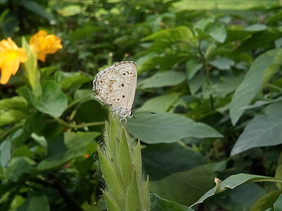 bush, autumn leaves, butterfly, white butterfly, green, insects, nature