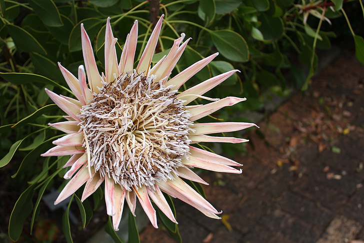 Sud-àfrica, Kirstenbosch, flor, ciutat cap, jardí botànic, rei protea, flor nacional