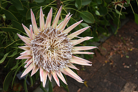 Pietų Afrika, Kirstenbosch, gėlė, Keiptaunas, Botanikos sodas, King protea, Nacionalinė gėlė