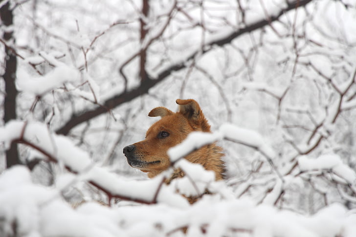 hund, kinesiske landdistrikter hunde, sne, skov, rød pels, vinter, kolde temperatur