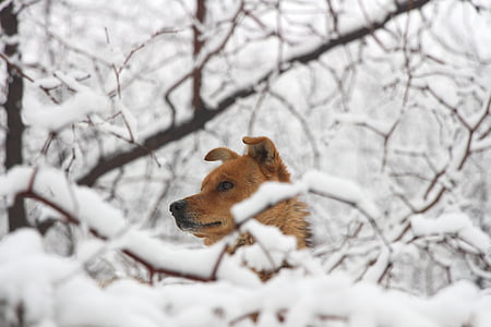 cane, cani rurali cinesi, neve, foresta, pelliccia rosso, inverno, temperatura fredda