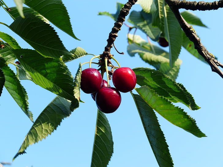 třešeň, Sweet cherry, červená, ovoce, zdravé, listy, větev