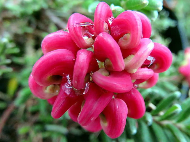 Příroda, květ, růžová, závod, červená, detail, čerstvosti