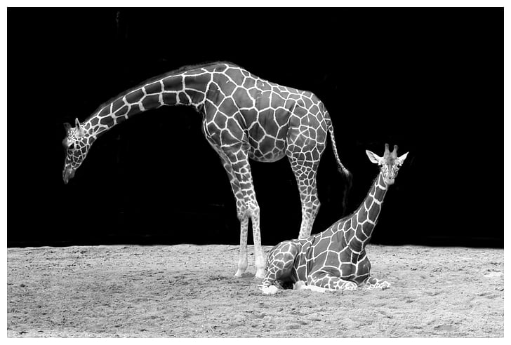 Фото, відтінки сірого, два, graffes, Giraffe, шиї, тварини