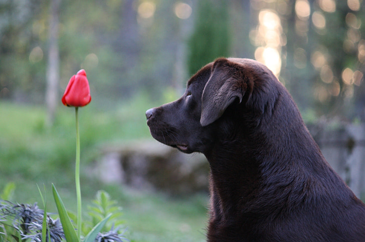šuo, gėlė, vakare, gyvūnų portretai, Gamta