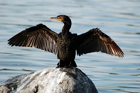 cormorant, bird, wildlife, nature, wild, feathers, water