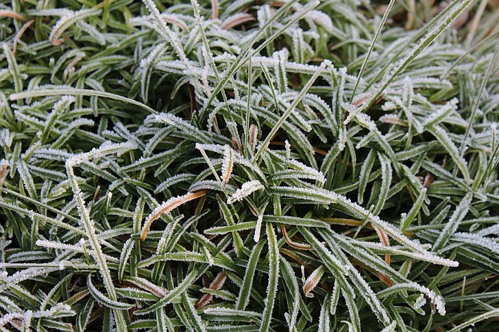 Raureif, Grass, gefroren, Kälte, Wiese, Eiskristalle