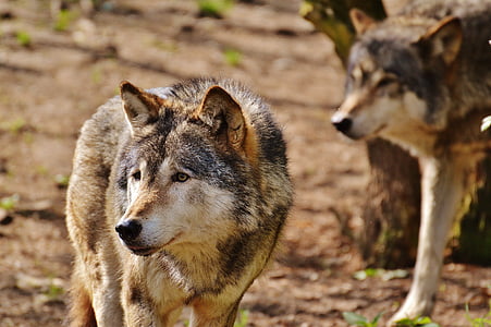 Wolf, vilde dyr, Predator, natur, dyr, Deer park, ulve