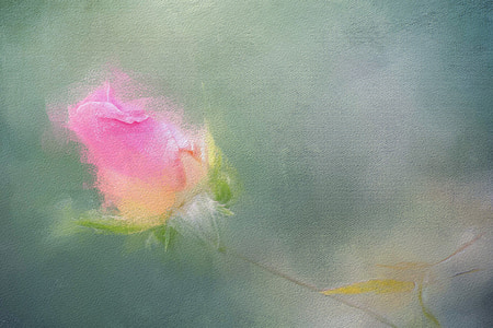 målning, ökade, blommig, Rosa, kronblad, romantiska, våren