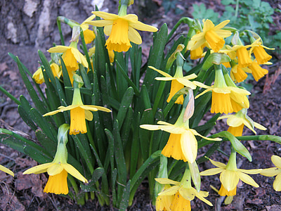 Paskah, Daffodils, kuning, bunga, musim semi