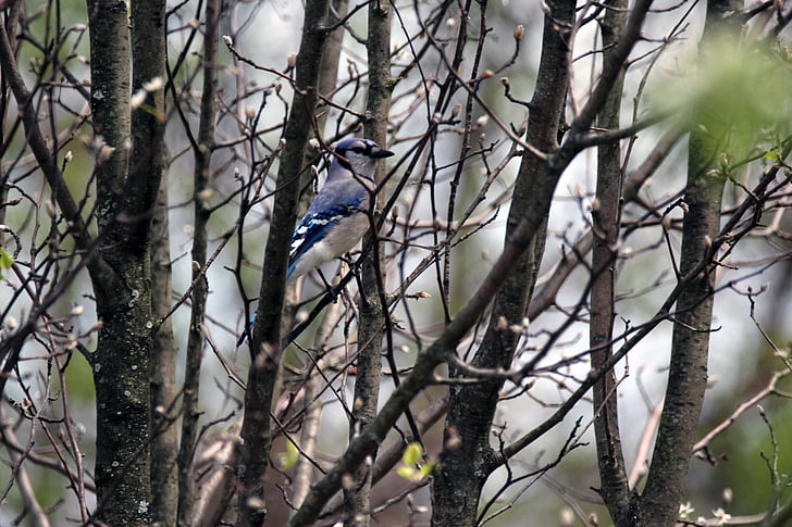 blue jay, uccello, albero, natura, fauna selvatica