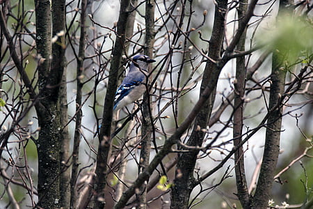 blue jay, bird, tree, nature, wildlife