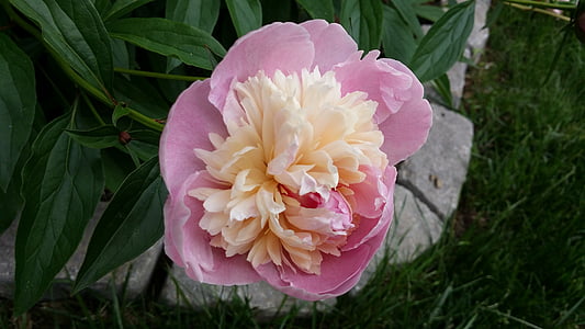 peony, pink, pink peony, blossom, spring flower, spring, blooming