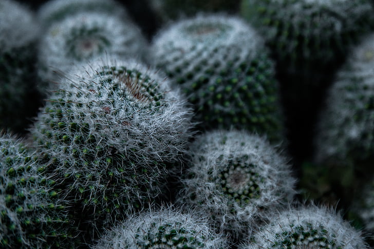 nature, plant, cactus, close up, cold temperature, snow, no people