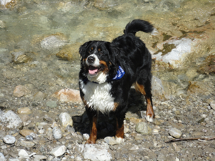 râu de munte, apa, apa de ghetar, câine, curva, câine de sennen Berner, kaitalm