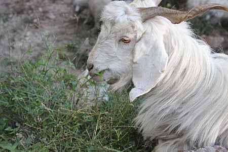 коза, Шимла, Химачал, Индия, Прадеш, долината