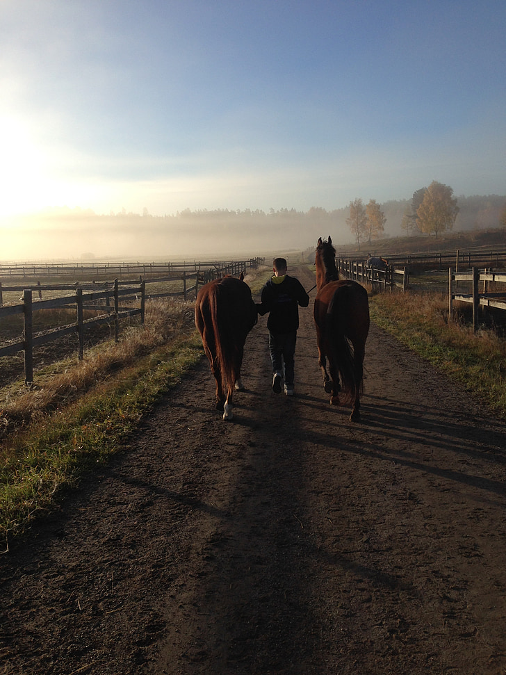 kuda, kabut pagi, pagi musim panas, jalan, pedesaan
