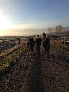 horses, morning haze, summer morning, road, country side