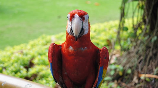 Papoušek, pták, ARA, barevné, zvíře, Tropical, Příroda