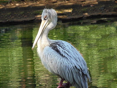 pelican, ave, animal, fauna, animals, pen, peak