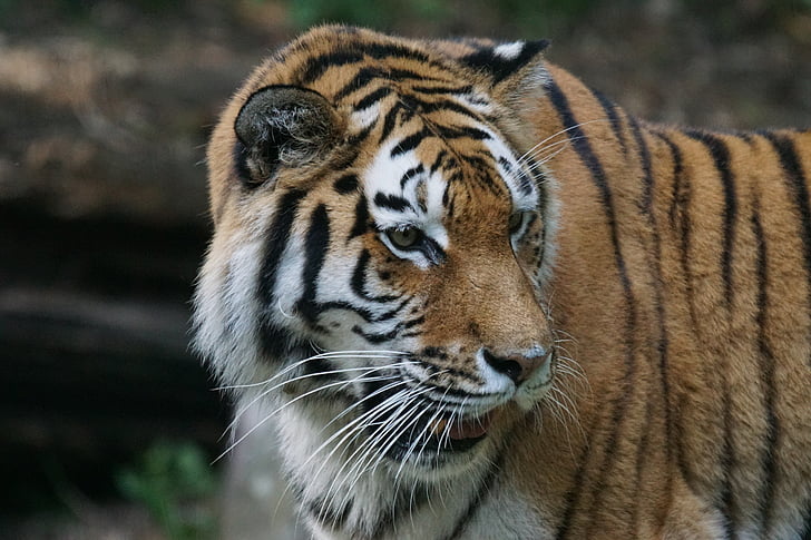 tiger, amurtiger, predator, cat, carnivores, siberian, dangerous